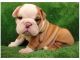 English Bulldog Puppies for sale in U.S. Bank Tower, Los Angeles, CA 90071, USA. price: $700