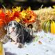 English Bulldog Puppies for sale in Jacksonville, FL, USA. price: $2,900
