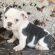 English Bulldog Puppies for sale in New York, NY, USA. price: $700