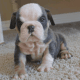 English Bulldog Puppies for sale in Phoenix, AZ, USA. price: $850