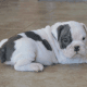 English Bulldog Puppies for sale in San Antonio, TX, USA. price: $760
