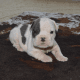 English Bulldog Puppies for sale in Austin, TX, USA. price: $750