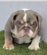 English Bulldog Puppies for sale in Huntington Beach, CA, USA. price: NA