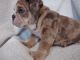 English Bulldog Puppies for sale in Visalia, CA, USA. price: $4,000