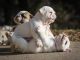 English Bulldog Puppies for sale in S Carolina St, Avon Park, FL 33825, USA. price: NA