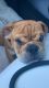 English Bulldog Puppies for sale in Westchester, CA 90045, USA. price: NA