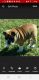 English Bulldog Puppies for sale in St Cloud, FL, USA. price: $1,000