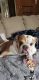 English Bulldog Puppies for sale in Fort Worth, TX, USA. price: $6,000