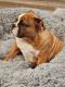 English Bulldog Puppies for sale in Lacey, WA, USA. price: NA