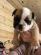 English Bulldog Puppies for sale in Portsmouth, OH 45662, USA. price: $2,500