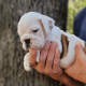 English Bulldog Puppies for sale in Santee, SC 29142, USA. price: $4,500