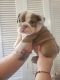 English Bulldog Puppies for sale in West Covina, CA, USA. price: NA