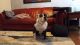 English Bulldog Puppies for sale in Phoenix, AZ 85029, USA. price: $300