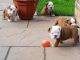 English Bulldog Puppies for sale in NJ-27, Edison, NJ, USA. price: $300
