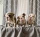 English Bulldog Puppies for sale in Porterville, CA 93257, USA. price: $2,500
