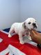 English Bulldog Puppies for sale in HUNTINGTN STA, NY 11746, USA. price: NA