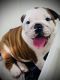 English Bulldog Puppies for sale in Hutchinson, KS, USA. price: NA