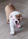 English Bulldog Puppies for sale in Anaheim, CA, USA. price: $3,500