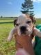 English Bulldog Puppies for sale in Lafayette, LA, USA. price: $650