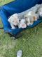 English Bulldog Puppies for sale in Pollok, TX 75969, USA. price: NA