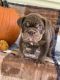 English Bulldog Puppies for sale in Pikeville, KY 41501, USA. price: $4,000