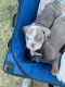 English Bulldog Puppies for sale in Pollok, TX 75969, USA. price: NA