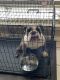 English Bulldog Puppies for sale in McKinney, TX, USA. price: $2,200
