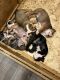 English Bulldog Puppies for sale in Portsmouth, OH 45662, USA. price: $2,500