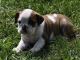 English Bulldog Puppies for sale in Sandy, UT, USA. price: NA