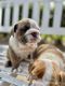 English Bulldog Puppies for sale in Carlsbad, CA, USA. price: $2,500