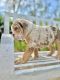 English Bulldog Puppies for sale in Carlsbad, CA, USA. price: $2,800