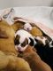 English Bulldog Puppies for sale in Palm Bay, FL, USA. price: NA