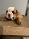English Bulldog Puppies for sale in San Antonio, TX, USA. price: $45