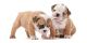 English Bulldog Puppies for sale in Columbus, OH, USA. price: NA