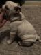 English Bulldog Puppies for sale in Chula Vista, CA 91913, USA. price: $900