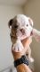 English Bulldog Puppies for sale in Anaheim, CA, USA. price: $2,000
