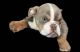 English Bulldog Puppies for sale in Atlanta, GA, USA. price: $2,000
