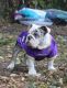 English Bulldog Puppies for sale in Inver Grove Heights, MN, USA. price: $7,500