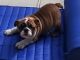 English Bulldog Puppies for sale in St Cloud, FL, USA. price: $3,000