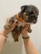 English Bulldog Puppies for sale in Miami, FL 33147, USA. price: $3,500