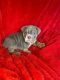 English Bulldog Puppies for sale in Long Beach, CA, USA. price: $500