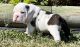 English Bulldog Puppies for sale in Centereach, NY, USA. price: NA