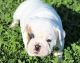 English Bulldog Puppies for sale in Secaucus, NJ 07094, USA. price: NA