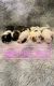 English Bulldog Puppies for sale in Rosharon, TX 77583, USA. price: NA