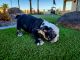 English Bulldog Puppies for sale in Phoenix, AZ 85024, USA. price: $7,000