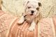 English Bulldog Puppies for sale in Kearney, NE, USA. price: NA