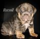 English Bulldog Puppies for sale in Amarillo, TX, USA. price: $7,000