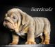 English Bulldog Puppies for sale in Amarillo, TX, USA. price: $7,000