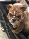 English Bulldog Puppies for sale in Conyers, GA, USA. price: NA