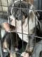 English Bulldog Puppies for sale in Tucson, AZ 85706, USA. price: NA